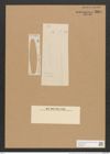 Frustulia viridula (Breb.) De-Toni (de-Toni-Nr.: Genus 19, Species 1160) Zeichnungen Sammlung Grunow Nr. 2264 (NHMW-BOT-W0369374)